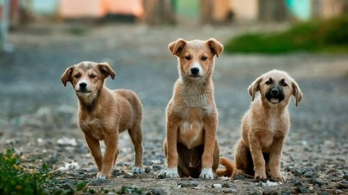 ACPA calls on Vietnam to ban dog and cat meat trade acpa calls on vietnam to ban dog and cat meat trade