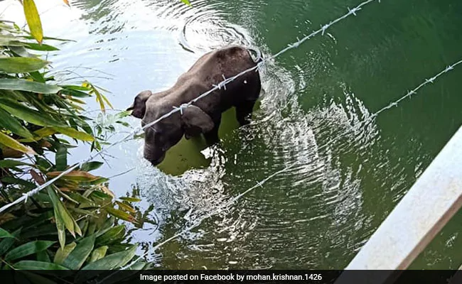 Netizens burst outrage over death of pregnant elephant eating pineapple stuffed with firecrackers netizens burst outrage over death of prenant elephant eating pineapple stuffed with firecrackers