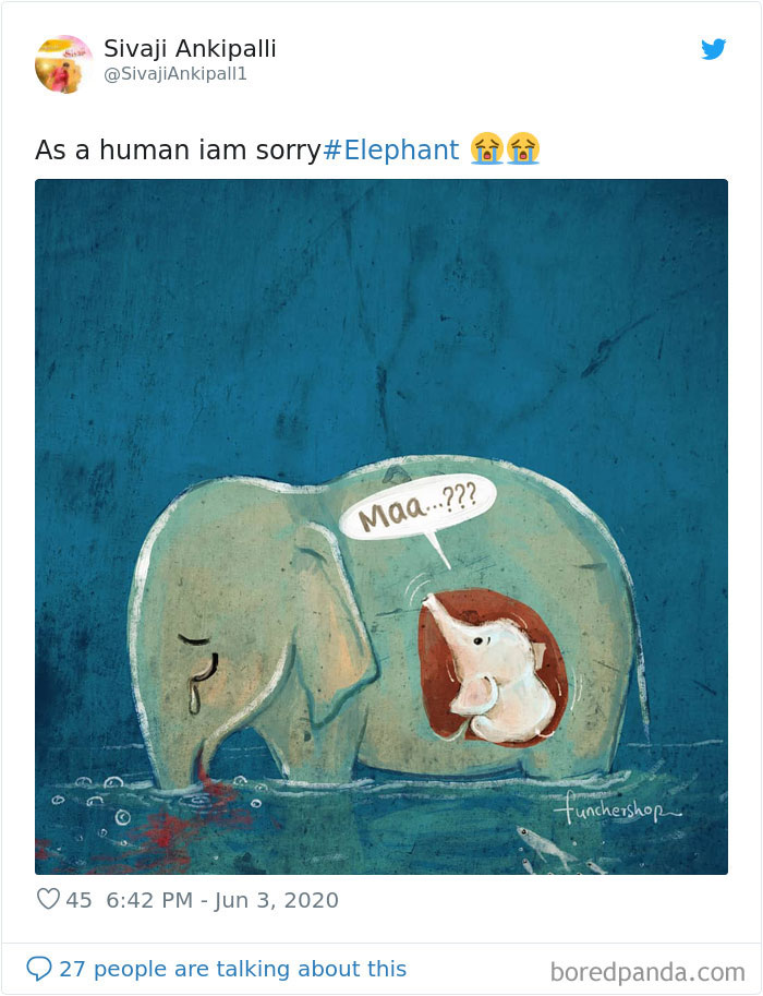 Netizens burst outrage over death of pregnant elephant eating pineapple stuffed with firecrackers netizens burst outrage over death of prenant elephant eating pineapple stuffed with firecrackers