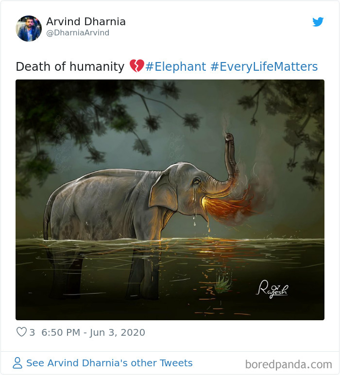 Netizens burst outrage over death of pregnant elephant eating pineapple stuffed with firecrackers netizens burst outrage over death of prenant elephant eating pineapple stuffed with firecrackers