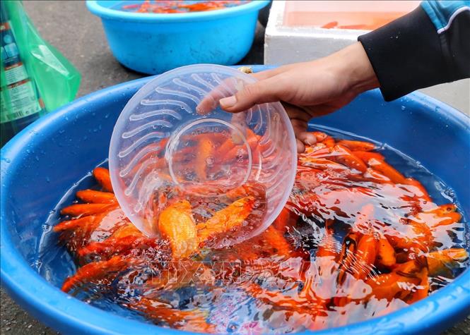 Người dân Thủ đô chuẩn bị đồ cúng ông Công, ông Táo Chú thích ảnh