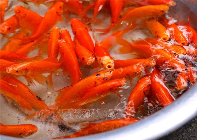 Người dân Thủ đô chuẩn bị đồ cúng ông Công, ông Táo Chú thích ảnh