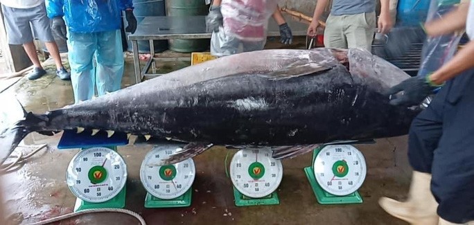 Được mùa cá ngừ, ngư dân Phú Yên, Bình Định sẵn sàng vươn khơi sau Tết Được mùa cá ngừ, ngư dân Phú Yên, Bình Định sẵn sàng vươn khơi sau Tết