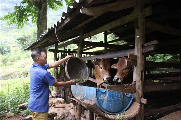 Cuộc sống hồi sinh nơi trận địa Sóc Hà, Cao Bằng hình ảnh 1 Cuoc song hoi sinh noi tran dia Soc Ha, Cao Bang hinh anh 1