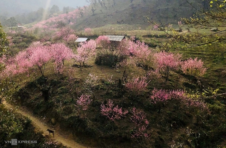 Hoa đào bung nở tô thắm dưới chân núi sau khi trải qua mùa đông giá rét và tuyết rơi tại Y Tý. Thôn Phìn Hồ nằm ở độ cao hơn 2.000 m, là thôn cao thứ hai (sau Trung Chải) tại xã Y Tý, huyện Bát Xát, cách thị xã Sa Pa khoảng 80 km về phía tây. Lào Cai: Đào nở hồng rực chân núi Lảo Thẩn