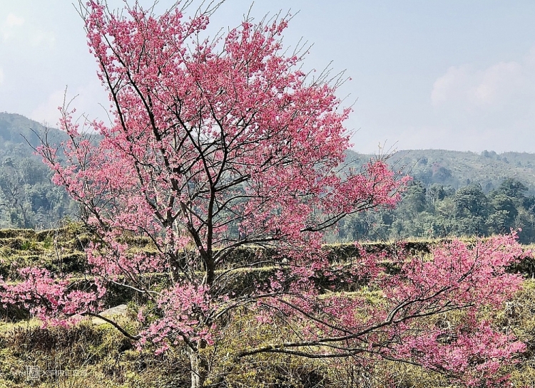 A Hồ cho hay, khí hậu trên Phìn Hồ quanh năm sương mù, giá rét. Cây đào thường mọc nhiều rêu và địa y, nên còn được gọi là đào mốc, nụ to như hạt ngô và hoa nở rất rực rỡ. Mỗi cành đào to, rêu mốc và dáng đẹp có giá 1 - 3 triệu đồng, mang lại thu nhập cơ bản cho người dân trong mùa xuân. Lào Cai: Đào nở hồng rực chân núi Lảo Thẩn