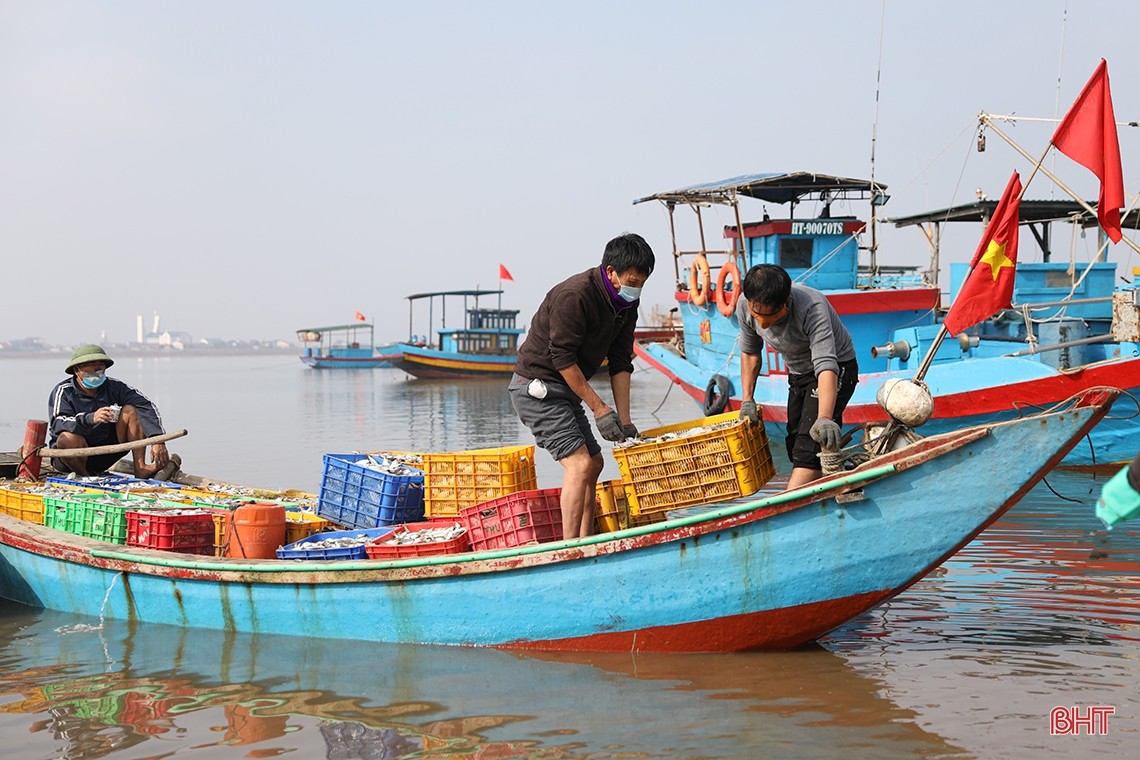 Trúng luồng cá ghé, ngư dân Hà Tĩnh thu hàng chục triệu đồng mỗi ngày Trúng luồng cá ghé, ngư dân Hà Tĩnh thu hàng chục triệu đồng mỗi ngày