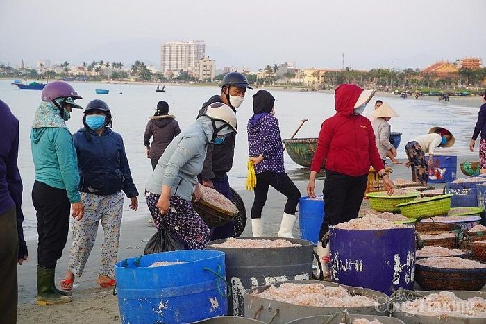 Ngư dân Hà Tĩnh, Đà Nẵng được mùa Ngư dân Hà Tĩnh, Đà Nẵng được mùa