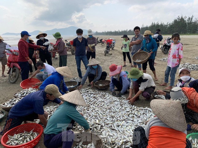 Ngư dân Hà Tĩnh, Đà Nẵng được mùa Ngư dân Hà Tĩnh, Đà Nẵng được mùa