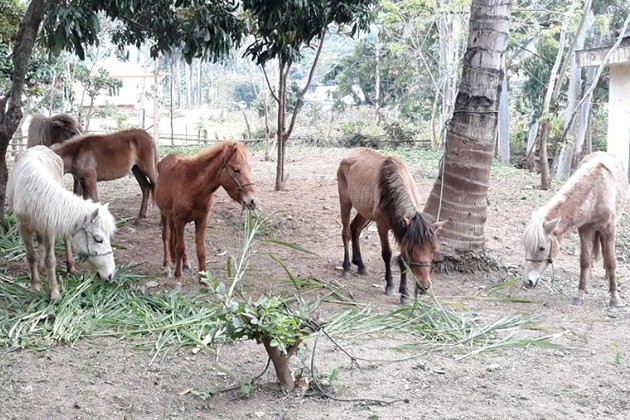 Bắt giữ 2 vụ vận chuyển trái phép 8 con gia súc qua biên giới vào Việt Nam Bắt giữ 2 vụ vận chuyển trái phép 8 con gia súc qua biên giới vào Việt Nam
