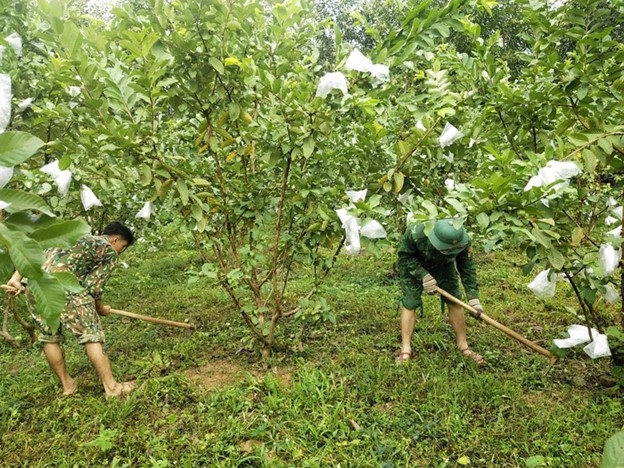 CBCS Đồn Biên phòng Làng Mô, Bộ đội Biên phòng Quảng Bình giúp bà Hồ Thị Con chăm sóc vườn ổi CBCS Đồn Biên phòng Làng Mô, Bộ đội Biên phòng Quảng Bình giúp bà Hồ Thị Con chăm sóc vườn ổi