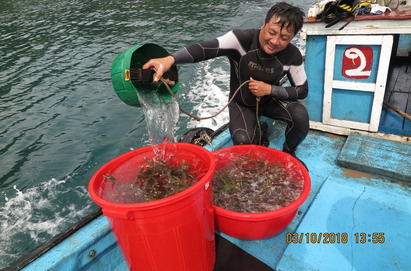 Phục hồi thành công san hô tại Côn Đảo Phục hồi thành công san hô tại Côn Đảo
