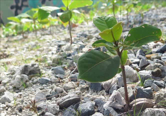 Cây di sản - cột mốc chủ quyền trên quần đảo Trường Sa Chú thích ảnh