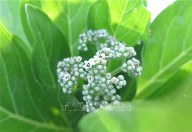 Cây di sản - cột mốc chủ quyền trên quần đảo Trường Sa Chú thích ảnh