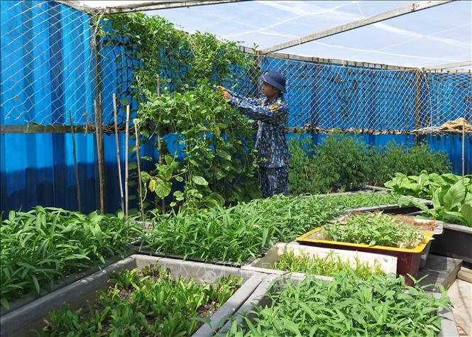 Cây di sản - cột mốc chủ quyền trên quần đảo Trường Sa Chú thích ảnh