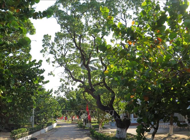 Cây di sản - cột mốc chủ quyền trên quần đảo Trường Sa Chú thích ảnh