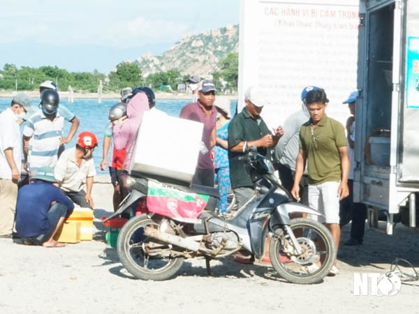 Ngư dân Ninh Thuận thu nhập cao từ nguồn cá giống Ngư dân Ninh Thuận thu nhập cao từ nguồn cá giống