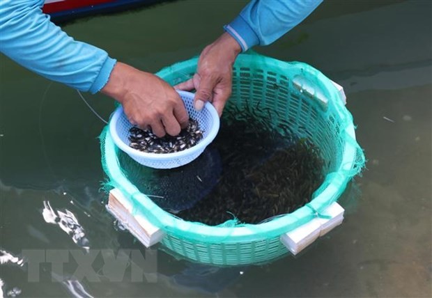 Ngư dân Ninh Thuận thu nhập cao từ nguồn cá giống Ngư dân Ninh Thuận thu nhập cao từ nguồn cá giống