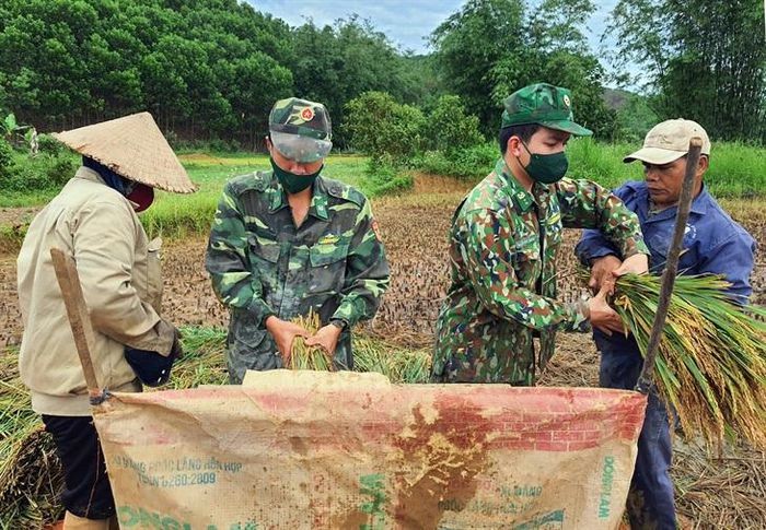 Đồn Biên phòng cửa khẩu A Đớt giúp nhân dân thu hoạch lúa vụ hè thu Đồn Biên phòng cửa khẩu A Đớt giúp nhân dân thu hoạch lúa vụ hè thu