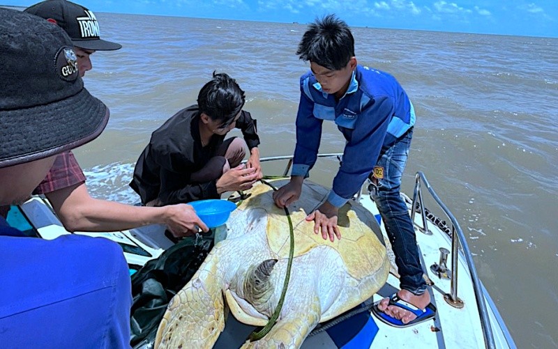 Thả các cá thể động vật quý hiếm về biển Thả các cá thể động vật quý hiếm về biển