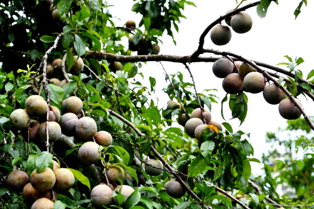 Mùa mận chín trên “cao nguyên trắng” Bắc Hà
