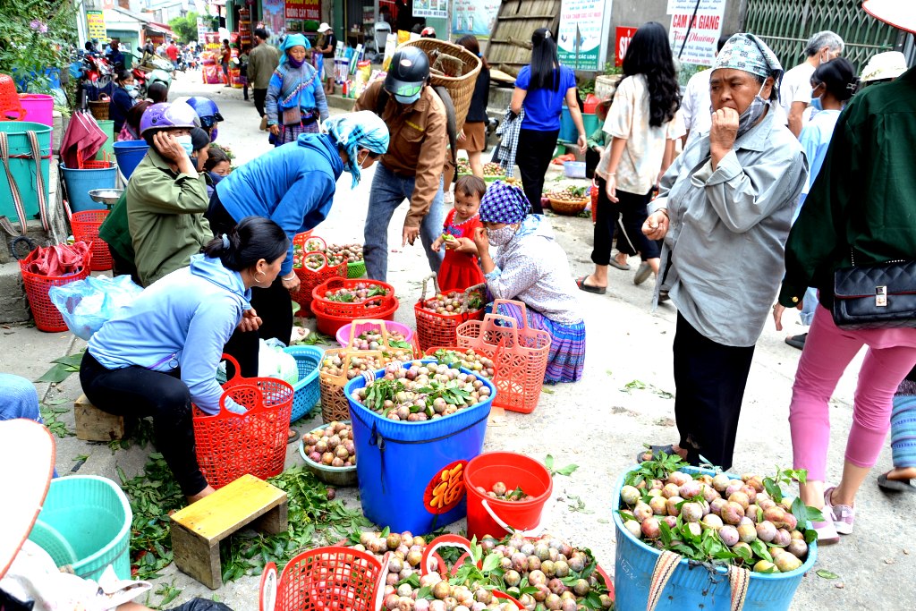 Mùa mận chín trên “cao nguyên trắng” Bắc Hà -0