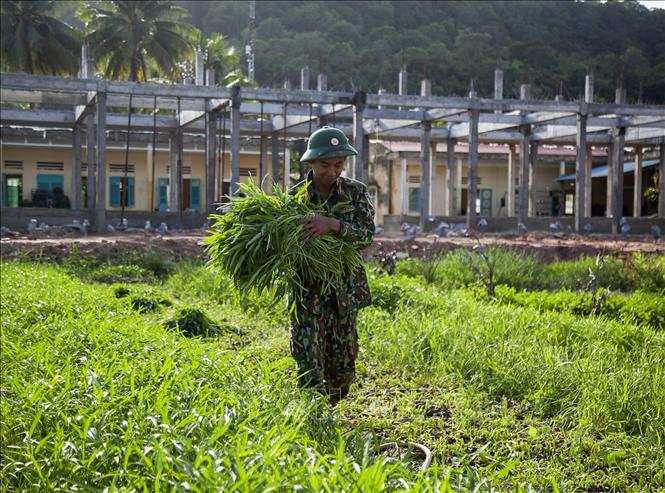 Mảng xanh trên vùng biển đảo Tây Nam của Tổ quốc Chú thích ảnh