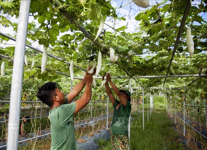 Mảng xanh trên vùng biển đảo Tây Nam của Tổ quốc Chú thích ảnh