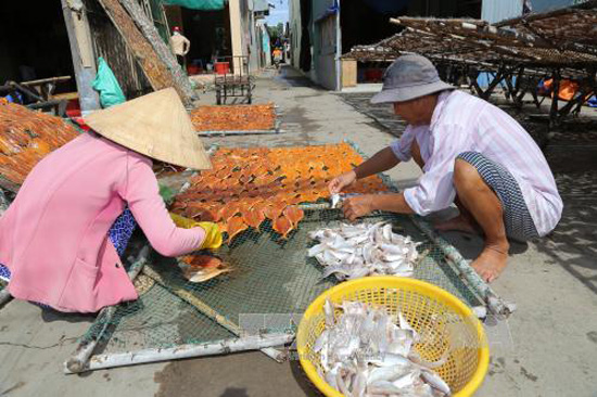 Ngư dân Gò Công Đông được mùa khai thác biển Chú thích ảnh