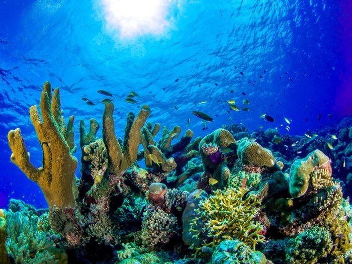 Lặn biển ở Palawan xứng đáng đẳng cấp thế giới. Thậm chí, còn có một xác tàu đắm từ thời Thế chiến 2 nằm lại tại đây. 2347 5f070874f34d052a585a4be3