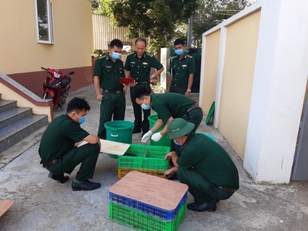 Cán bộ Đồn Biên phòng cửa khẩu Vĩnh Hội Đông kiểm tra số cá sấu vừa thu giữ. Ảnh: Chiến Khu Cán bộ Đồn Biên phòng cửa khẩu Vĩnh Hội Đông kiểm tra số cá sấu vừa thu giữ. Ảnh: Chiến Khu