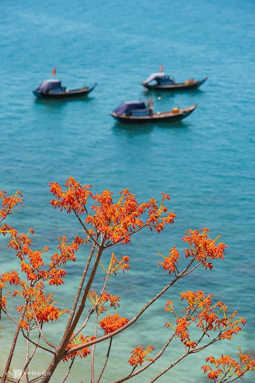 Cù Lao Chàm mùa hoa ngô đồng Cù Lao Chàm mùa hoa ngô đồng