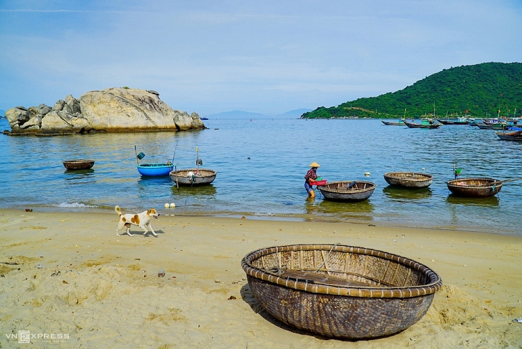 Cù Lao Chàm mùa hoa ngô đồng Cù Lao Chàm mùa hoa ngô đồng