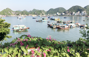 Mùa thu xanh trên huyện đảo Cát Bà