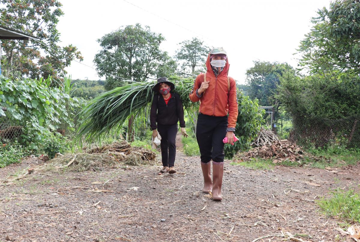 Người dân buôn Ea Bhốk, xã Ea Bhốk cắt cỏ cho đàn gia súc của gia đình Người dân buôn Ea Bhốk, xã Ea Bhốk cắt cỏ cho đàn gia súc của gia đình