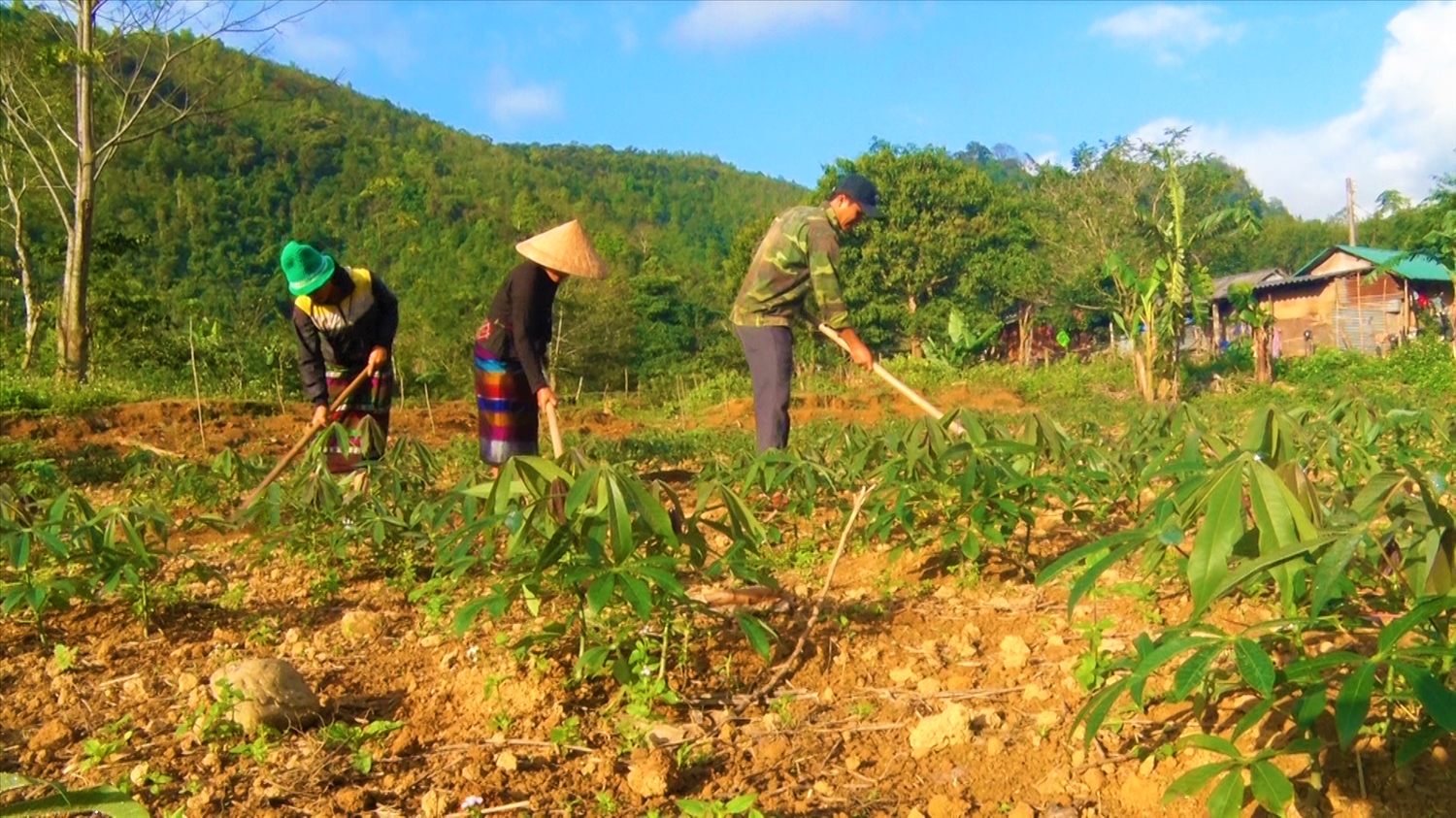 Nông dân xã Hướng Lập chăm sóc cây sắn (mì) Nông dân xã Hướng Lập chăm sóc cây sắn (mì)