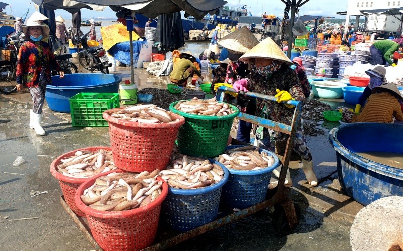Hoạt động mua bán tại cảng cá Phan Thiết đã sôi động hơn khi vụ cá nam đang rộ.