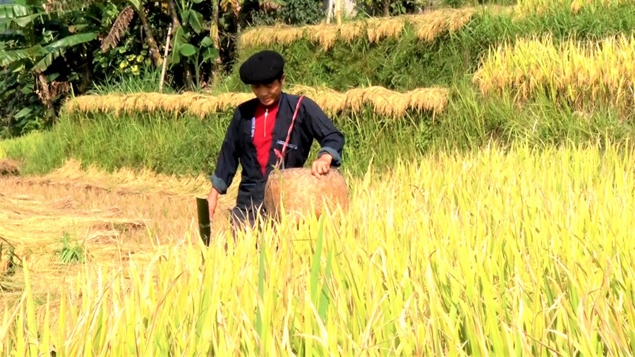 Đồng bào Nùng Hà Giang vào vụ gặt (Ảnh minh họa) Đồng bào Nùng Hà Giang vào vụ gặt (Ảnh minh họa)