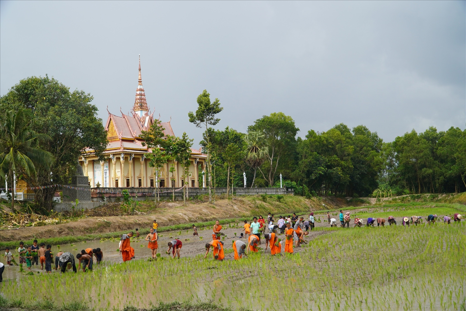 Hội cấy lúa được đông đảo đồng bào hưởng ứng Hội cấy lúa được đông đảo đồng bào hưởng ứng