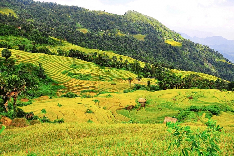 Nao lòng sắc thu vàng ở Hà Giang Mùa vàng ở Hà Giang vẫn đẹp trong thời điểm cuối tháng 10