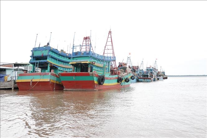 Các phương tiện neo đậu tại cảng cá Bình Thắng. Ảnh: Huỳnh Phúc Hậu/TTXVN Các phương tiện neo đậu tại cảng cá Bình Thắng. Ảnh: Huỳnh Phúc Hậu/TTXVN