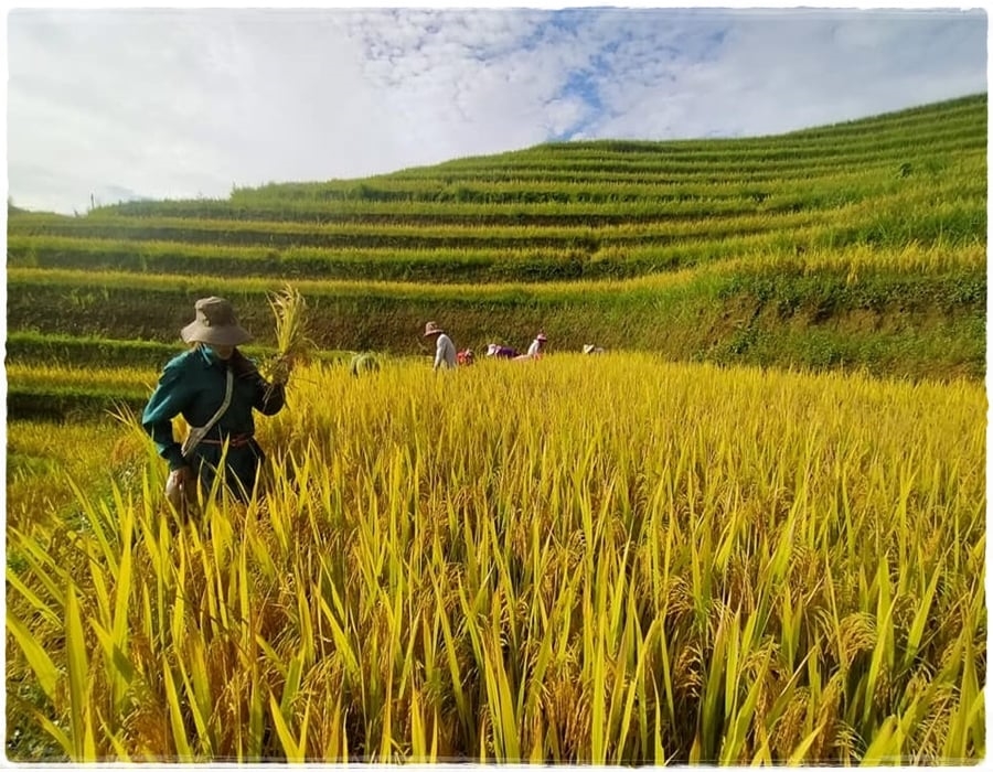 Lễ cúng mừng cơm mới được tổ chức khi đến mùa lúa chín. (Ảnh IT) Lễ cúng mừng cơm mới được tổ chức khi đến mùa lúa chín. (Ảnh IT)