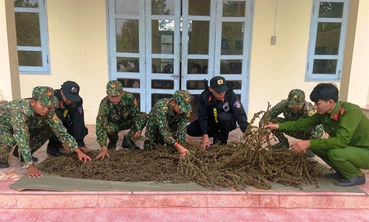 Tang vật nghi là cần sa khô bị lực lượng chức năng thu giữ. Ảnh: Phước Tới Tang vật nghi là cần sa khô bị lực lượng chức năng thu giữ. Ảnh: Phước Tới