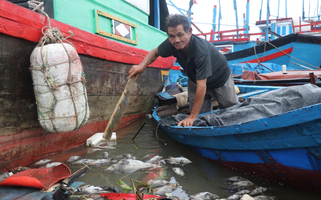 Cá mú chết trôi dạt đầy sông Lễ Thịnh, thuộc thôn Phú Lương, xã An Ninh Đông, huyện Tuy An, Phú Yên. Cá mú chết trôi dạt đầy sông Lễ Thịnh, thuộc thôn Phú Lương, xã An Ninh Đông, huyện Tuy An, Phú Yên.
