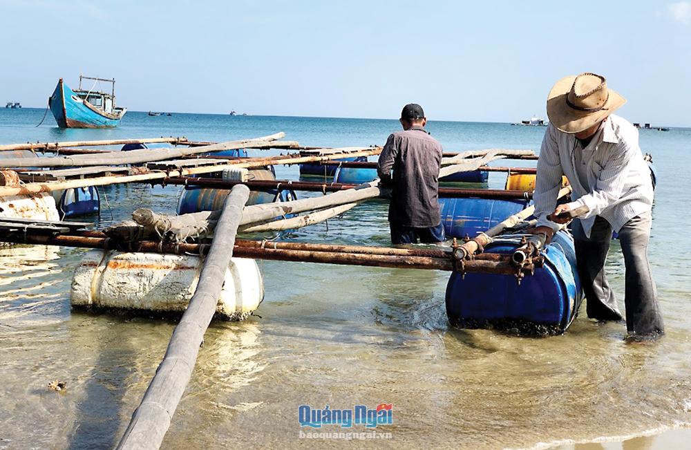 Thúc đẩy ngành nuôi biển phát triển Hầu hết lồng bè nuôi biển trên địa bàn tỉnh sử dụng khung tre hoặc gỗ, phao xốp nổi nên không đảm bảo an toàn, gây ô nhiễm môi trường biển.