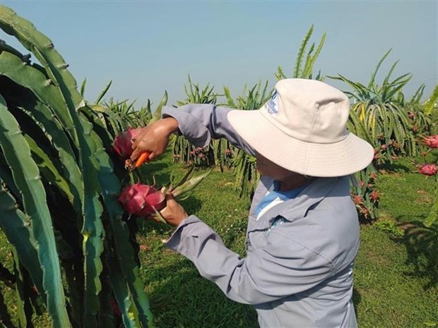 Bao ho nhan hieu Viet o nuoc ngoai: Khang dinh vi the canh tranh hinh anh 2