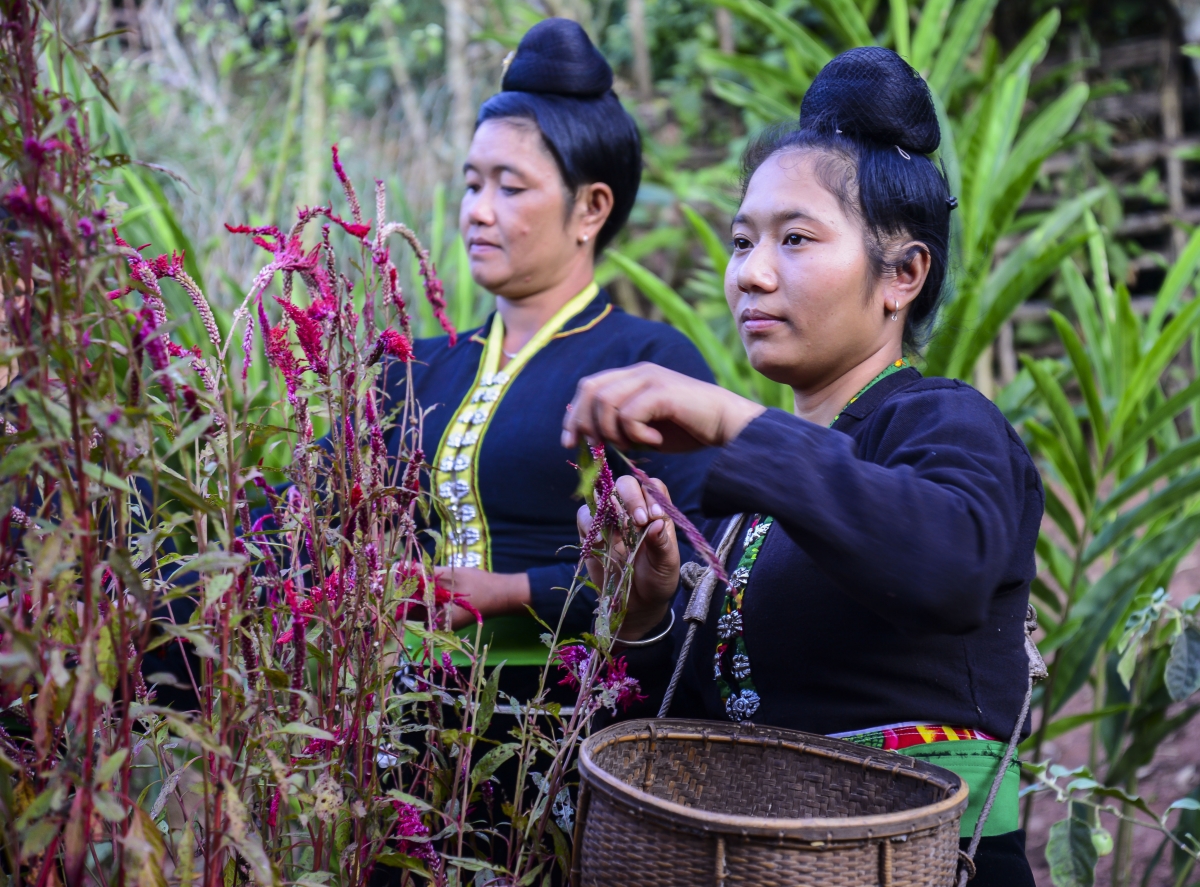 Về biên giới Lả Chà vui Tết Hoa cùng đồng bào dân tộc Cống Tết hoa Mào gà đã được người dân bản Lả Chà chú trọng bảo tồn, gìn giữ trong những năm qua.