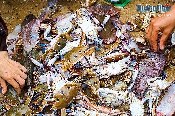 Nhộn nhịp làng chài ngày biển lặng Nhộn nhịp làng chài ngày biển lặng