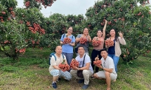 ចំនួន​ភ្ញៀវ​ទេសចរ​អន្តរជាតិ​អញ្ជើញមក Luc Ngan ដើម្បី​ទទួល​បាន​រដូវ​ផ្លែ​គូលេនទុំ​បាន​កើន​ឡើង​យ៉ាង​ខ្លាំង