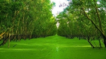 មកលេងព្រៃស្មាច់ Tra Su, An Giang